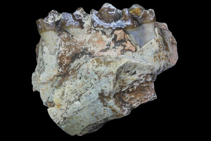 Oreodont Jaw Section With Teeth - South Dakota #82198